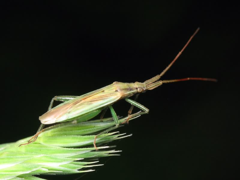 Stenodema holsata (Fabricius, 1787)